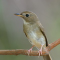 Brown-chested_Jungle_Flycatcher-191011-100MSDCF-FYP05138-W.jpg