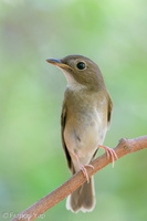 Brown-chested Jungle Flycatcher-191011-100MSDCF-FYP05716-W.jpg (4324 visits) Brown-chested Jungle Flycatcher at Bidadari Brown-chested Jungle Flycatcher-191011-100MSDCF-FYP05716-W.jpg
