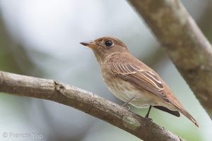 Brown-streaked Flycatcher-110817-104EOS1D-FYAP5764-W.jpg (4458 visits) Brown-streaked Flycatcher at Venus Drive Brown-streaked Flycatcher-110817-104EOS1D-FYAP5764-W.jpg