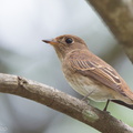 Brown-streaked_Flycatcher-110817-104EOS1D-FYAP5764-W.jpg