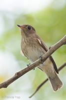 Brown-streaked Flycatcher-110817-104EOS1D-FYAP5803-W.jpg (4412 visits) Brown-streaked Flycatcher at Venus Drive Brown-streaked Flycatcher-110817-104EOS1D-FYAP5803-W.jpg
