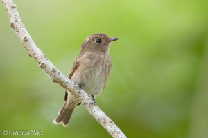 Brown-streaked Flycatcher-170815-102ND500-FYP_1131-W.jpg (4234 visits) Brown-streaked Flycatcher at Pasir Ris Park Brown-streaked Flycatcher-170815-102ND500-FYP_1131-W.jpg