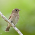 Brown-streaked_Flycatcher-170815-102ND500-FYP_1131-W.jpg
