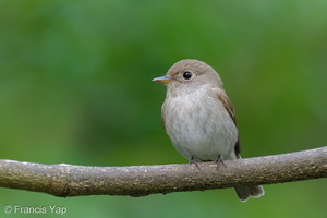 Brown-streaked Flycatcher-211025-125MSDCF-FRY05594-W.jpg (4369 visits) Brown-streaked Flycatcher at Bukit Timah summit Brown-streaked Flycatcher-211025-125MSDCF-FRY05594-W.jpg