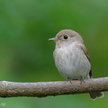 Brown-streaked_Flycatcher-211025-125MSDCF-FRY05594-W.jpg