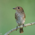 Brown-streaked_Flycatcher-220809-152MSDCF-FYP02366-W.jpg