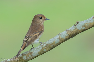 Brown-streaked Flycatcher-220810-152MSDCF-FYP04205-W.jpg (3677 visits) Brown-streaked Flycatcher at Choa Chu Kang Park Brown-streaked Flycatcher-220810-152MSDCF-FYP04205-W.jpg