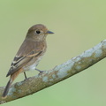 Brown-streaked_Flycatcher-220810-152MSDCF-FYP04453-W.jpg