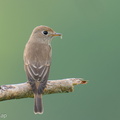 Brown-streaked Flycatcher-250821-120FRYAP-FYA04881-W.jpg