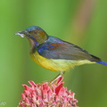 Brown-throated_Sunbird-151115-101EOS5D-FY5S5648-W.jpg