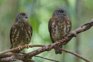 Brown Boobook-140228-114EOS1D-FY1X6278-W.jpg