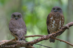 Brown Boobook-140228-114EOS1D-FY1X6398-W.jpg