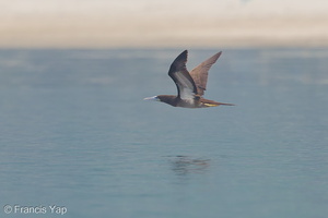 Brown Booby-160416-124EOS1D-FY1X6829-W.jpg (4393 visits) Brown Booby at Johore Strait Brown Booby-160416-124EOS1D-FY1X6829-W.jpg
