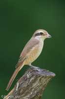 Brown Shrike-181124-113ND500-FYP_9921-W.jpg (4379 visits) Brown Shrike at Bidadari Brown Shrike-181124-113ND500-FYP_9921-W.jpg