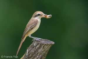 Brown Shrike-181124-114ND500-FYP_0302-W.jpg (4414 visits) Brown Shrike at Bidadari Brown Shrike-181124-114ND500-FYP_0302-W.jpg