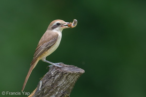 Brown Shrike-181124-114ND500-FYP_0390-W.jpg (4387 visits) Brown Shrike at Bidadari Brown Shrike-181124-114ND500-FYP_0390-W.jpg