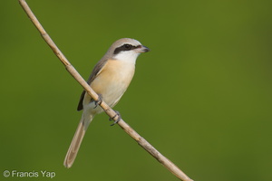 Brown Shrike-260115-150FRYAP-FYA05592-W.jpg