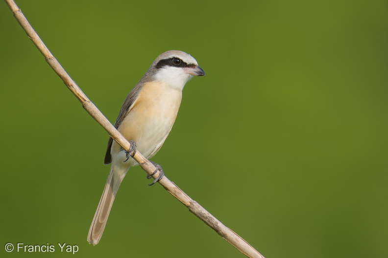 Brown_Shrike-260115-150FRYAP-FYA05668-W.jpg