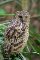 Buffy Fish Owl-100822-102EOS7D-IMG_7113-W.jpg