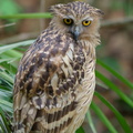 Buffy_Fish_Owl-100822-102EOS7D-IMG_7113-W.jpg