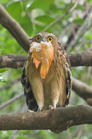 Buffy Fish Owl-170126-109EOS1D-F1X23766-W.jpg