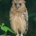 Buffy Fish Owl-180405-109ND500-FYP_0430-W.jpg