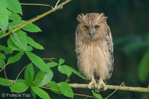 Buffy Fish Owl-180405-109ND500-FYP_0551-W.jpg