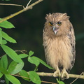 Buffy_Fish_Owl-180405-109ND500-FYP_0803-W.jpg