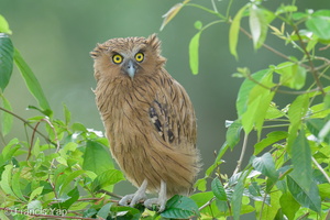 Buffy Fish Owl-210314-104MSDCF-FRY07651-W.jpg