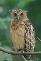 Buffy Fish Owl-210806-117MSDCF-FRY07505-W.jpg