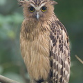 Buffy_Fish_Owl-210806-117MSDCF-FRY07505-W.jpg