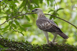 Changeable Hawk-Eagle-121202-104EOS1D-FY1X2395-W.jpg (4322 visits) Changeable Hawk-Eagle at Bidadari Changeable Hawk-Eagle-121202-104EOS1D-FY1X2395-W.jpg
