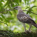 Changeable_Hawk-Eagle-121202-104EOS1D-FY1X2395-W.jpg
