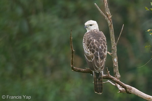 Changeable Hawk-Eagle-160916-104EOS1D-F1X24237-W.jpg (4401 visits) Changeable Hawk-Eagle at MacRitchie Reservoir Changeable Hawk-Eagle-160916-104EOS1D-F1X24237-W.jpg