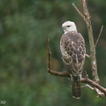 Changeable_Hawk-Eagle-160916-104EOS1D-F1X24237-W.jpg