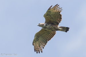 Changeable Hawk-Eagle-181020-112ND500-FYP_0519-W.jpg (4437 visits) Changeable Hawk-Eagle at Henderson Waves Changeable Hawk-Eagle-181020-112ND500-FYP_0519-W.jpg