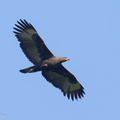 Changeable Hawk-Eagle-210302-101MSDCF-FRY04700-W.jpg