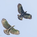 Changeable_Hawk-Eagle-231103-209MSDCF-FYP06263-W.jpg