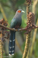 Chestnut-bellied Malkoha-151007-100EOS5D-FY5S9361-W.jpg (4439 visits) Chestnut-bellied Malkoha at Jelutong Tower Chestnut-bellied Malkoha-151007-100EOS5D-FY5S9361-W.jpg