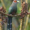 Chestnut-bellied_Malkoha-151007-100EOS5D-FY5S9361-W.jpg