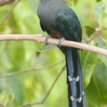 Chestnut-bellied_Malkoha-160909-104EOS1D-F1X22219-W.jpg