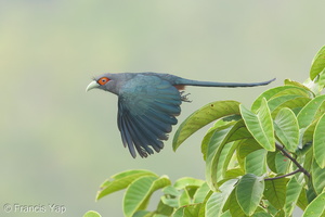 Chestnut-bellied Malkoha-190913-120ND500-FYP_2151-W.jpg (4479 visits) Chestnut-bellied Malkoha at Jelutong Tower Chestnut-bellied Malkoha-190913-120ND500-FYP_2151-W.jpg