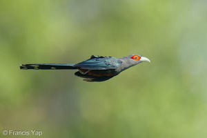 Chestnut-bellied Malkoha-250430-105FRYAP-FYA09603-W.jpg (1494 visits) Chestnut-bellied Malkoha at Jelutong Tower Chestnut-bellied Malkoha-250430-105FRYAP-FYA09603-W.jpg