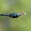 Chestnut-bellied_Malkoha-250430-105FRYAP-FYA09603-W.jpg