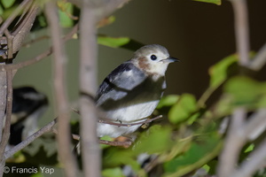 Chestnut-cheeked Starling-260227-157FRYAP-FYA09021-W.jpg