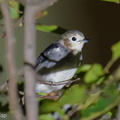 Chestnut-cheeked Starling-260227-157FRYAP-FYA09021-W.jpg