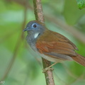 Chestnut-winged_Babbler-170709-112EOS1D-F1X20368-W.jpg