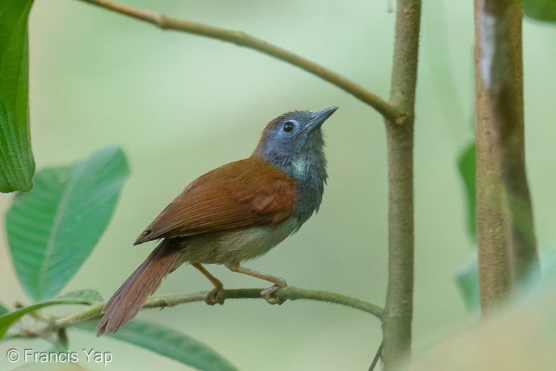 Chestnut-winged_Babbler-260601-196FRYAP-FYA01491-W.jpg