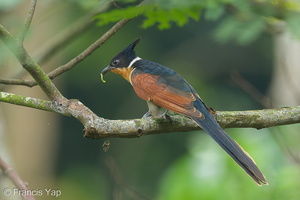 Chestnut-winged Cuckoo-131117-111EOS1D-FY1X6690-W.jpg
