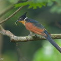 Chestnut-winged_Cuckoo-131117-111EOS1D-FY1X6690-W.jpg